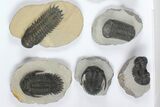 Lot: Assorted Devonian Trilobites - Pieces #92167-2